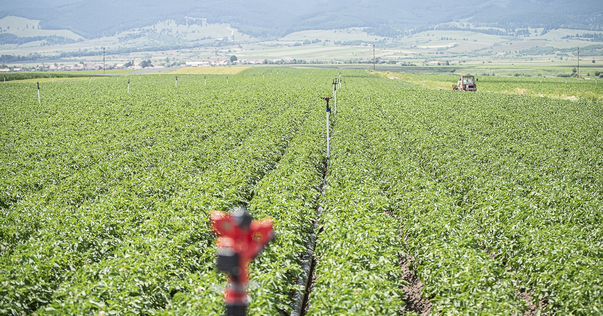 Nem okoztak jelentős károkat a május végi heves esőzések a megyei mezőgazdaságban